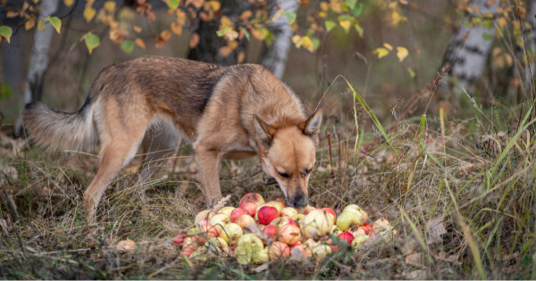 Собака ест яблоки