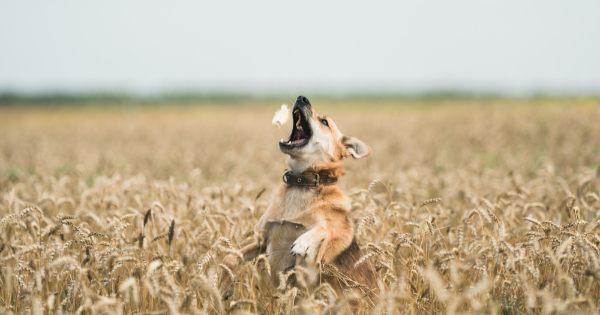 Собака играет в поле