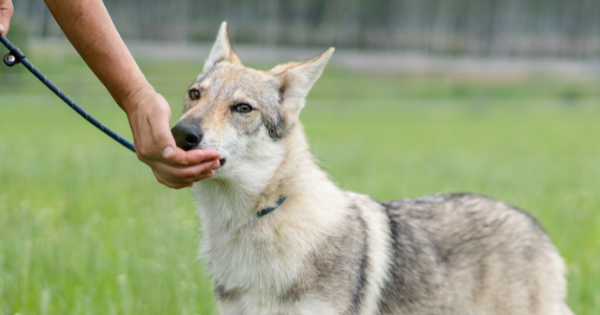 Чехословацкий влчак ест с руки